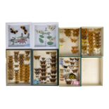 Seven cases of butterflies - including two in presentation cases, including Twin Spot Fritillary and