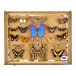 A case of butterflies in four rows - including Atlas Moth, Queen Swallowtail and Milon's