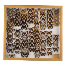 A case of butterflies in eight rows - Melona Sister, some mounted showing reverse