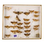 A case of moths in four rows - including Giant Sphinx and Smoky Scalloped Oak