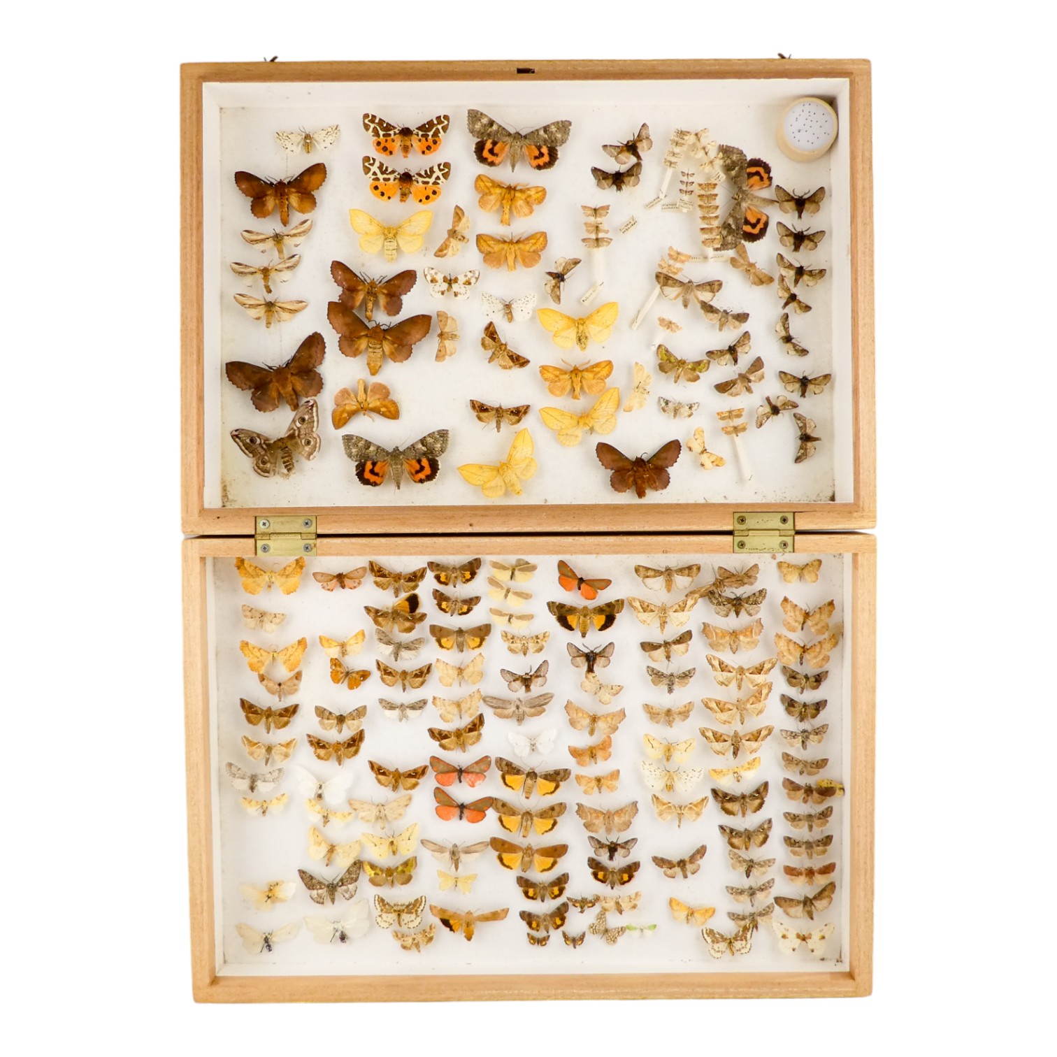 A case of butterflies and moths in rows - including Marbled Underwing