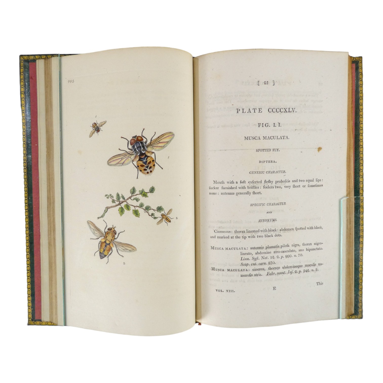 DONOVAN Edward, The Natural History of British Insects ... - published F & C Rivington 62 St Paul' - Image 29 of 33