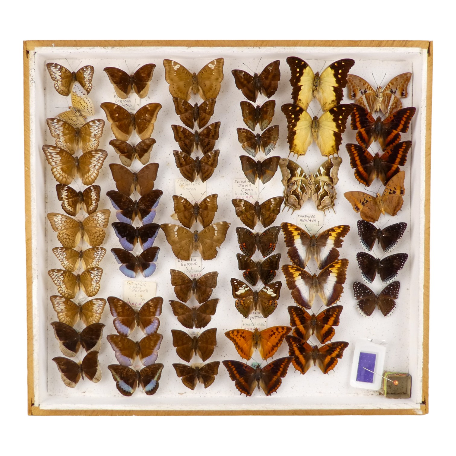 A case of butterflies in six rows - including Charaxes Analava, Charaxes Cynthia and Cynitia