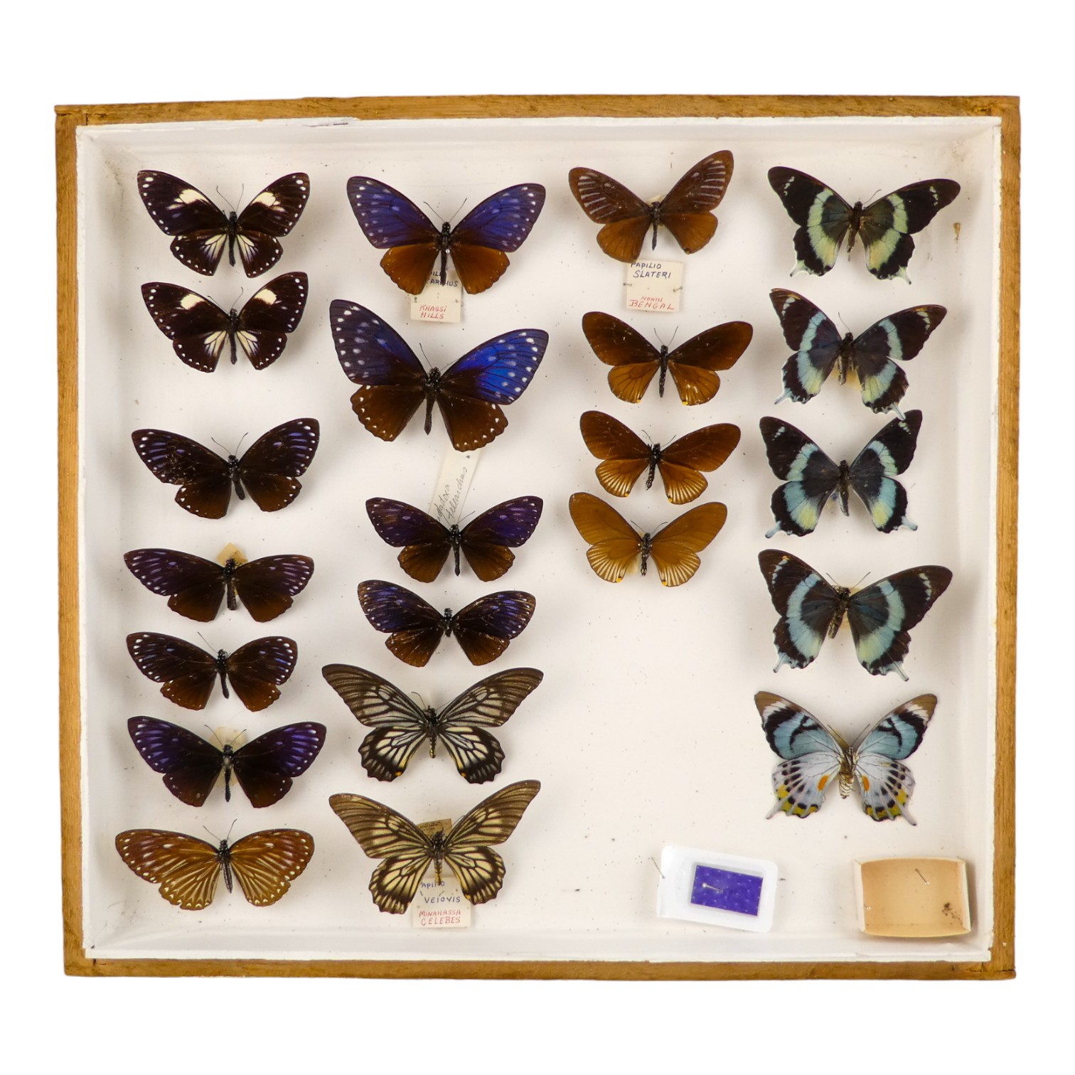 A case of butterflies in four rows - including Great Blue Mime, Variable Diadem and Great Zebra