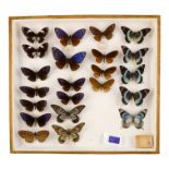 A case of butterflies in four rows - including Great Blue Mime, Variable Diadem and Great Zebra