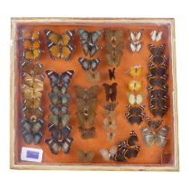 A case of butterflies in six rows - including Orange Forester, Demon Emperor and Orange Barred