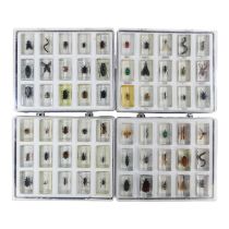 Sixty insects preserved in acrylic blocks