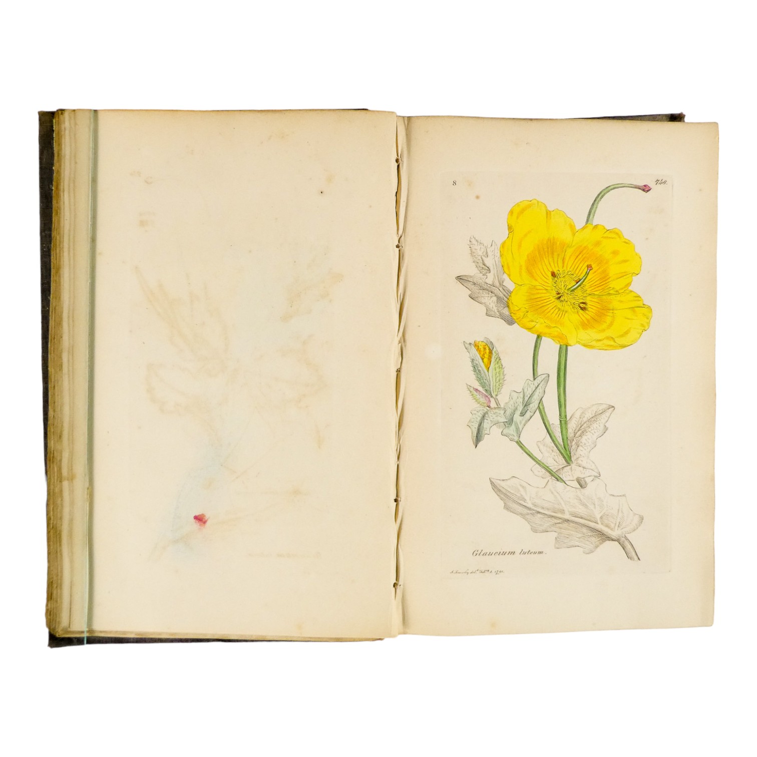 SOWERBY James Edward, English Botany - Richard Taylor 1832-1844, missing volumes 4 & 10, embossed - Image 14 of 24