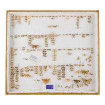 A case of moths in nineteen rows - including Pyralidae and Sphingidae