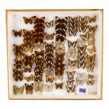 A case of butterflies in eight rows - including Iphiclus Sister, Adelpha Mesentina and Adelpha