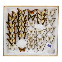 A case of butterflies in five rows - including Thick Bordered Kit Swallowtail and Juno Longwing