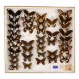 A case of butterflies in five rows - including Laurel Swallowtail, Orchard Swallowtail and Common