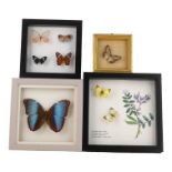 Four presentation cases containing eight butterflies - including Morpho Helenor, Red Peacock and