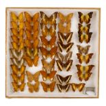 A case of butterflies in five rows - including Silver Striped Charaxes and Cruiser