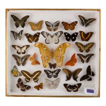 A case of butterflies and moths in five rows - including Tailed Jay, Eater Orange Albatross, Cream