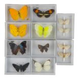 Twelve cased butterflies and moths - including Leafwing, Apricot Sulphur and Yellow Sulphur
