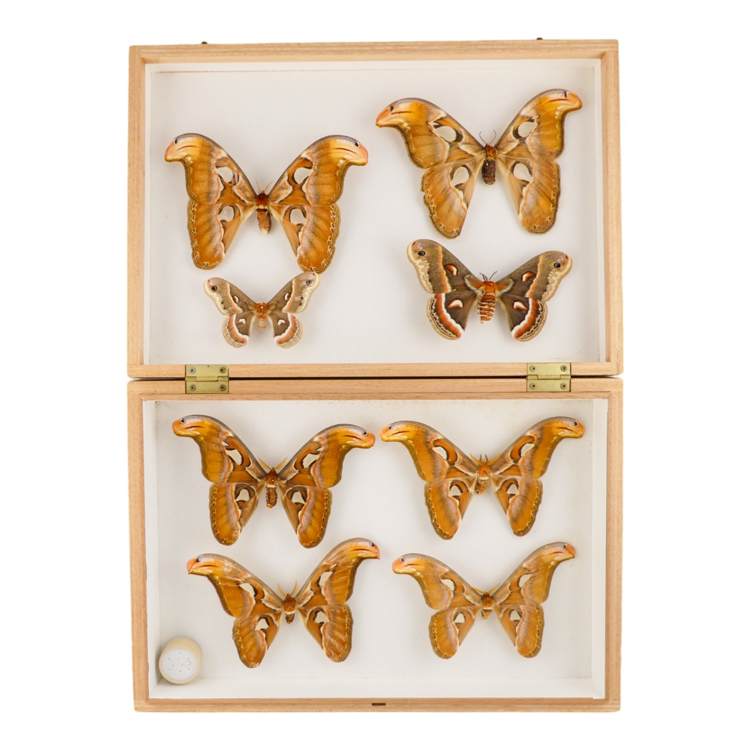 Eight Atlas Moths in a case