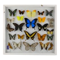A case of butterflies in five rows - including Chinese Peacock, Yellow Brimstone, Blue Mountain