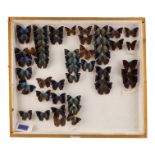A case of butterflies in eight rows - including Meander Prepona