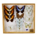 A case of butterflies in three rows - including Sunset Morpho, Cisseis Morpho and Morpho Catenarius
