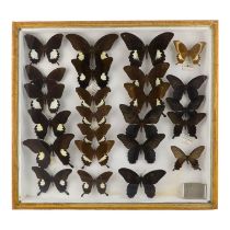 A case of butterflies in four rows - including Papilio Iswara and similar