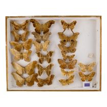 A case of moths in four rows - including Giant Silk Moth, Samia Canningi and Antheraea