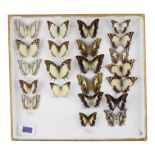 A case of butterflies in four rows - including Jewelled Nawab and Sulawesi Blue Nawab