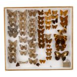 A case of butterflies in seven rows - including Variable Cracker and Grey Cracker