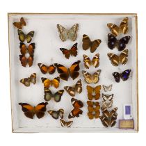 A case of butterflies in five rows - including Stinky Leafwing, Blue Moon and Autumn Leaf