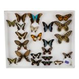 A case of butterflies in broadly four rows - including Ulysses, Green Banded Swallowtail and