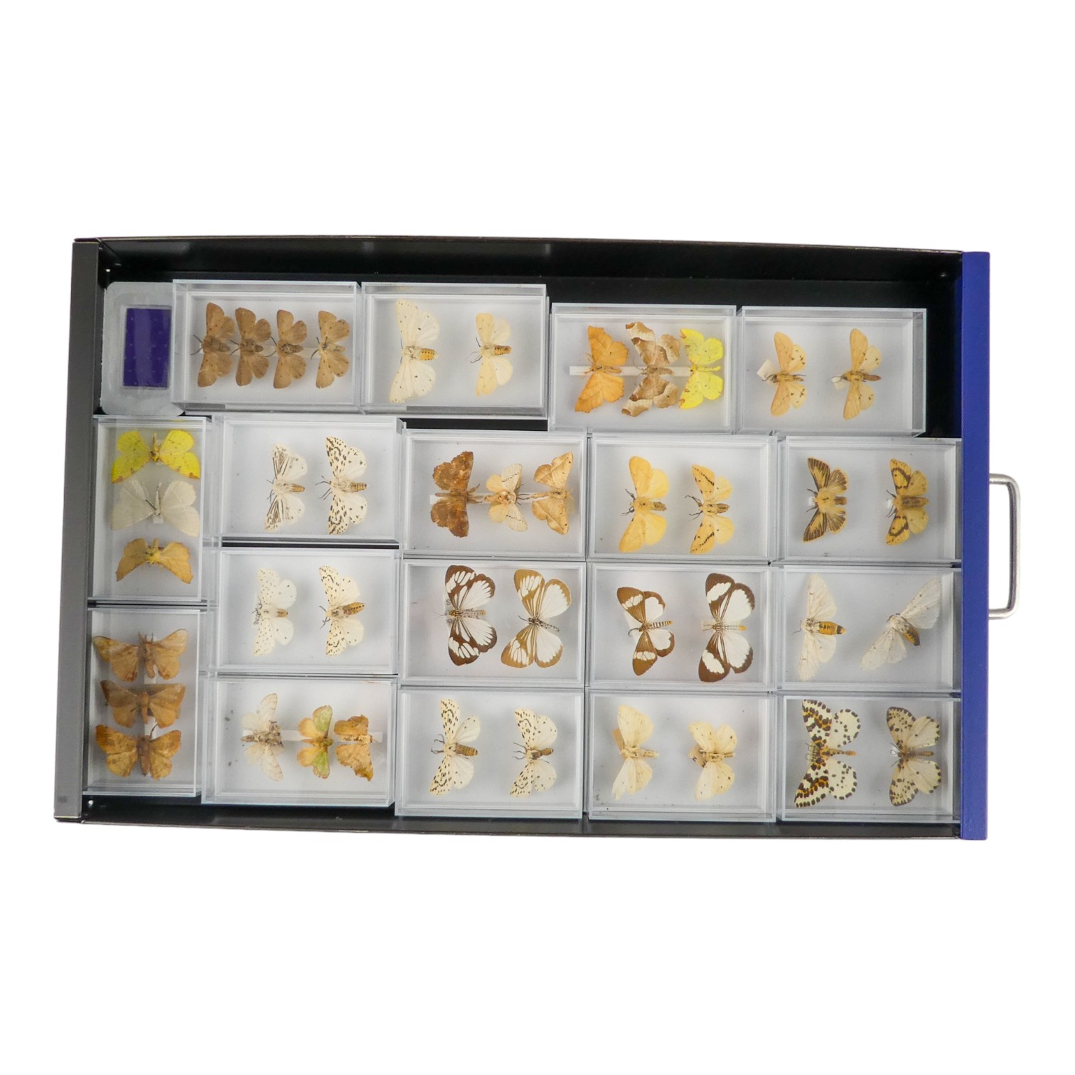 A fifteen drawer metal filing cabinet - containing nine drawers of moths - Image 5 of 11