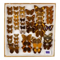 A case of butterflies in six rows - including Purple Mort Blue, Dark Brown Forester and Mandinga