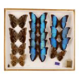 A case of butterflies in three rows - comprising Morpho Deidamia