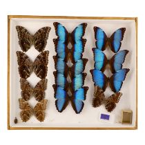 A case of butterflies in three rows - comprising Morpho Deidamia