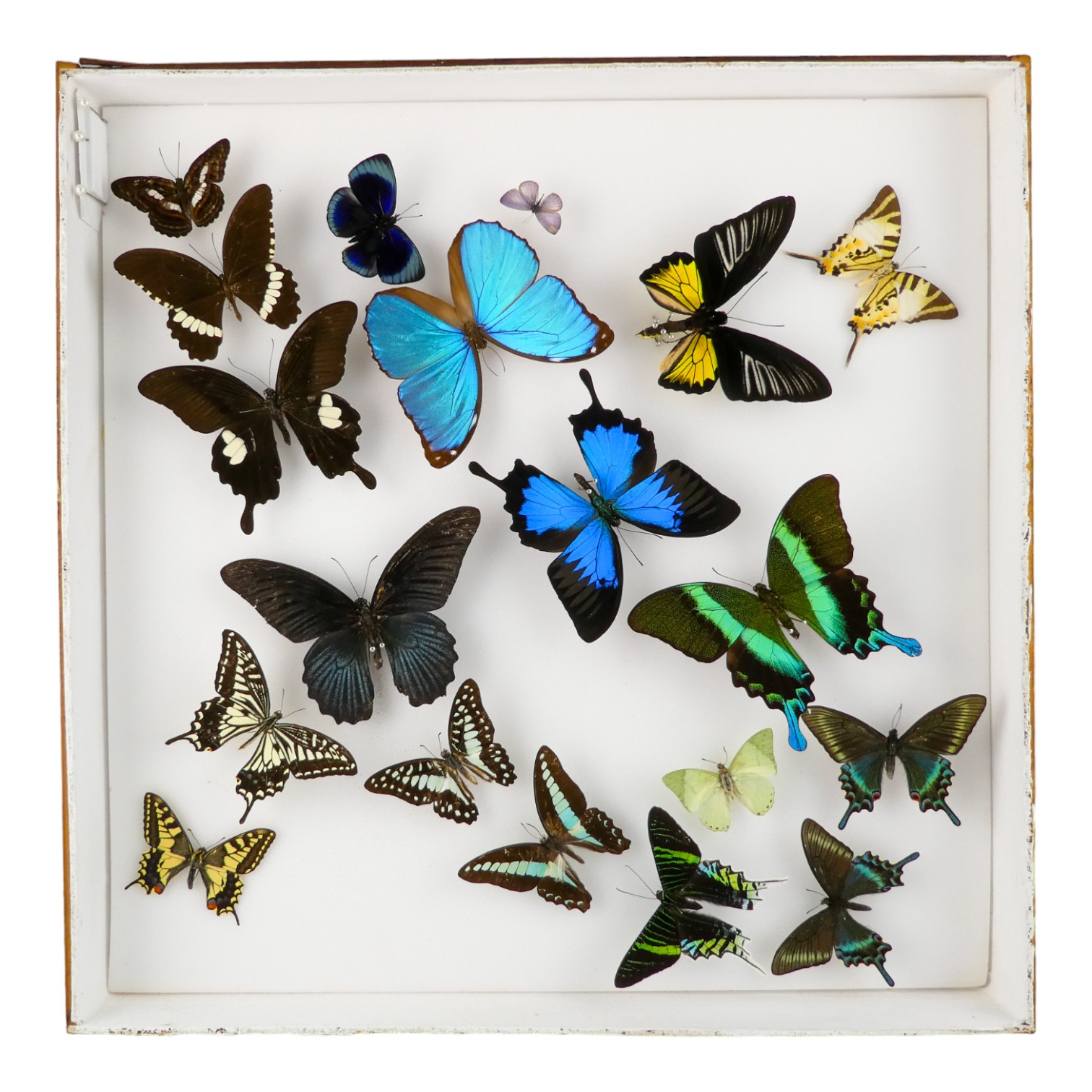 A case of butterflies randomly set - including Green Swallowtail, Ulysses and Troides Helena