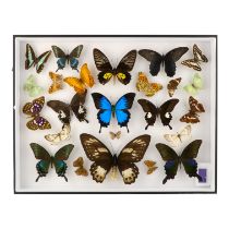 A case of butterflies - including Alpine Black Swallowtail, Ulysses Blue and Bluebottle