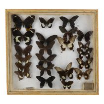 A case of butterflies in four rows - including Orchard Swallowtail, Common Mormon and Great Mormon