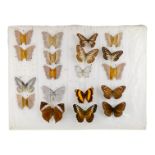 Four rows of butterflies pinned and ready to mount - including Yoma Algina