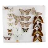 A quantity of pinned butterflies - including Blanchard's Ghost and Morpho Hecuba