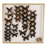 A case of butterflies in four rows - including Common Rose examples