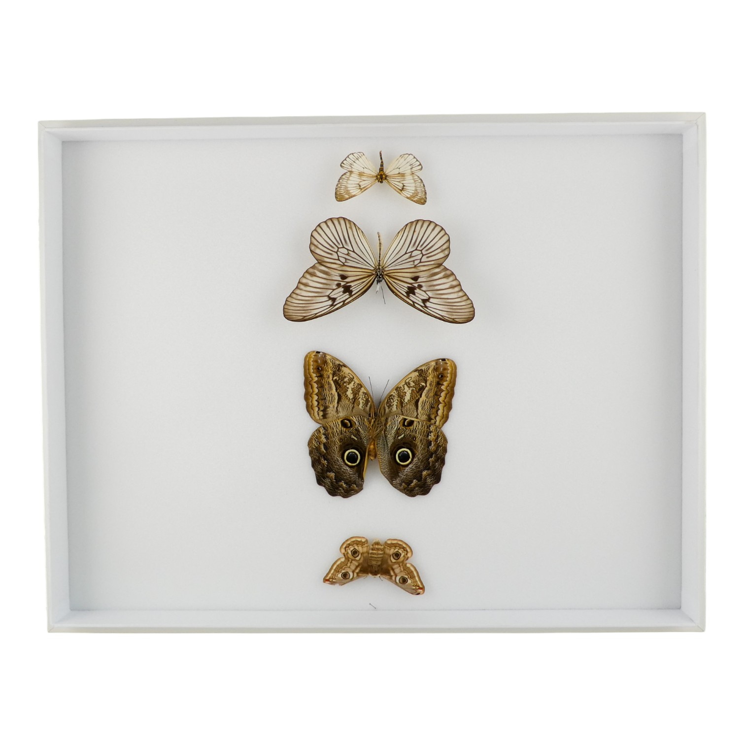 A case of four butterflies and moths - including Blanchard's Ghost Tree Nymph, Owl and Small Emperor