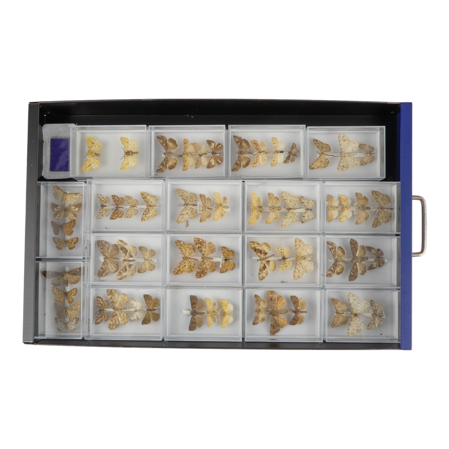 A fifteen drawer metal filing cabinet - containing nine drawers of moths - Image 4 of 11