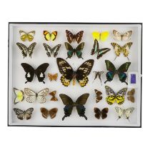 A case of butterflies in five rows - including Paradise Birdwing, Asian Swallowtail, Common