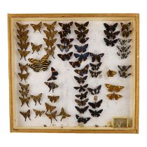 A case of butterflies in eight rows - including Zilpa Longtail, Zebra Longwing, and Lycaenidae