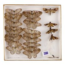 A case of butterflies and moths in three rows - including Blanchard's Ghost and Death's-head