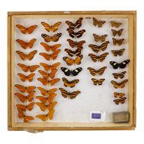 A case of butterflies in five rows - including Pantoporia and Orange Spotted Tiger