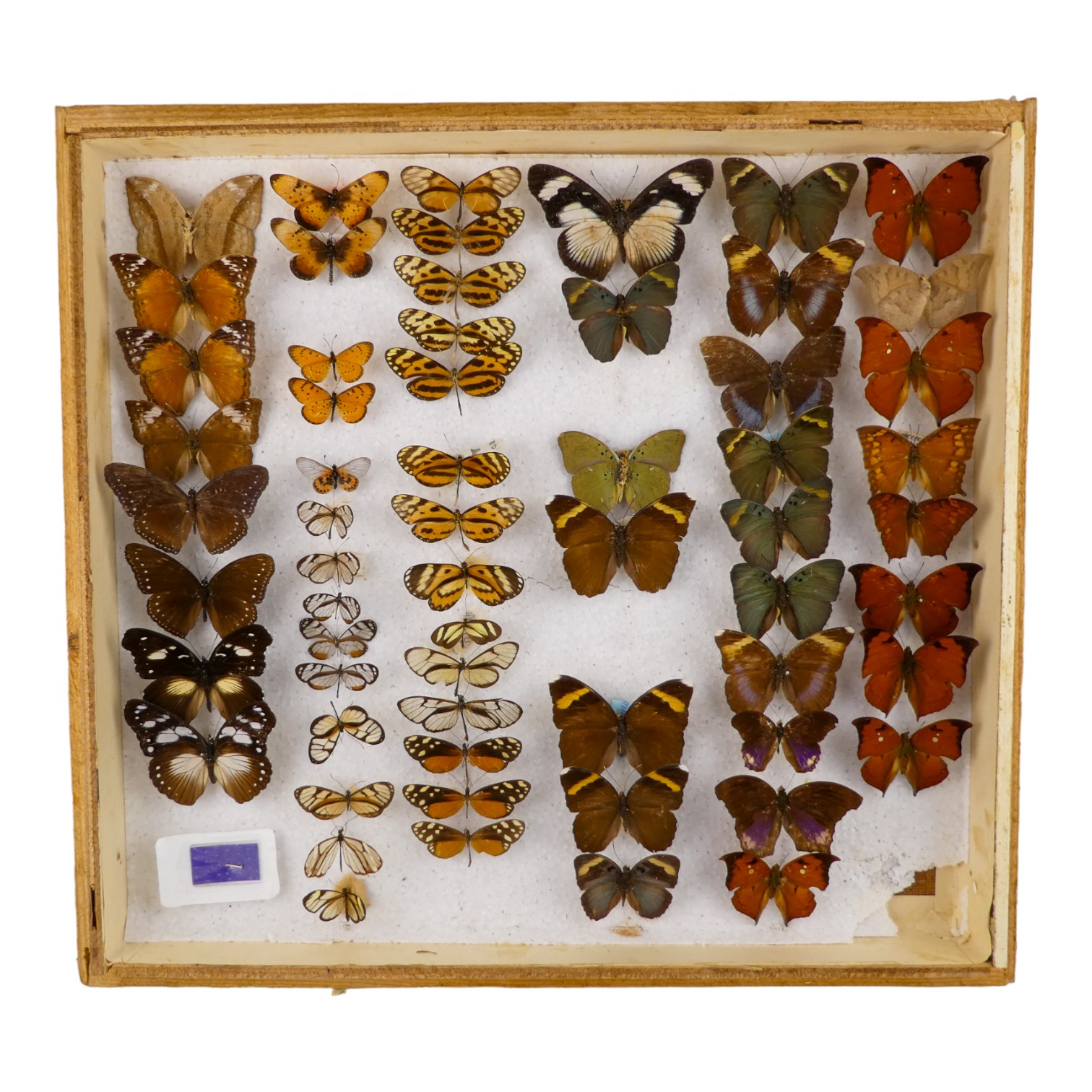 A case of butterflies in six rows - including Cramer's Leafwing, Dark Brown Forester and Jackson's