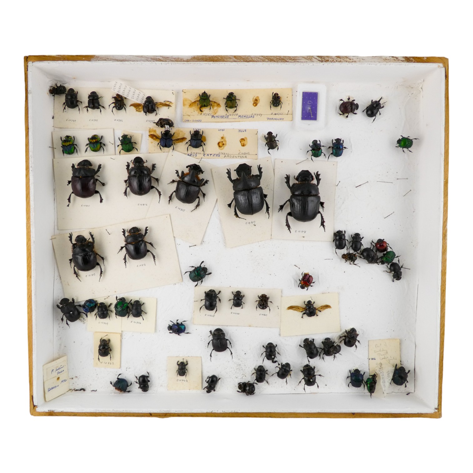 A case of beetles randomly set