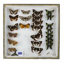 A case of moths in four rows - including Giant Sugar Cane Moth, Amuta, Gazera and Urania Fulgens