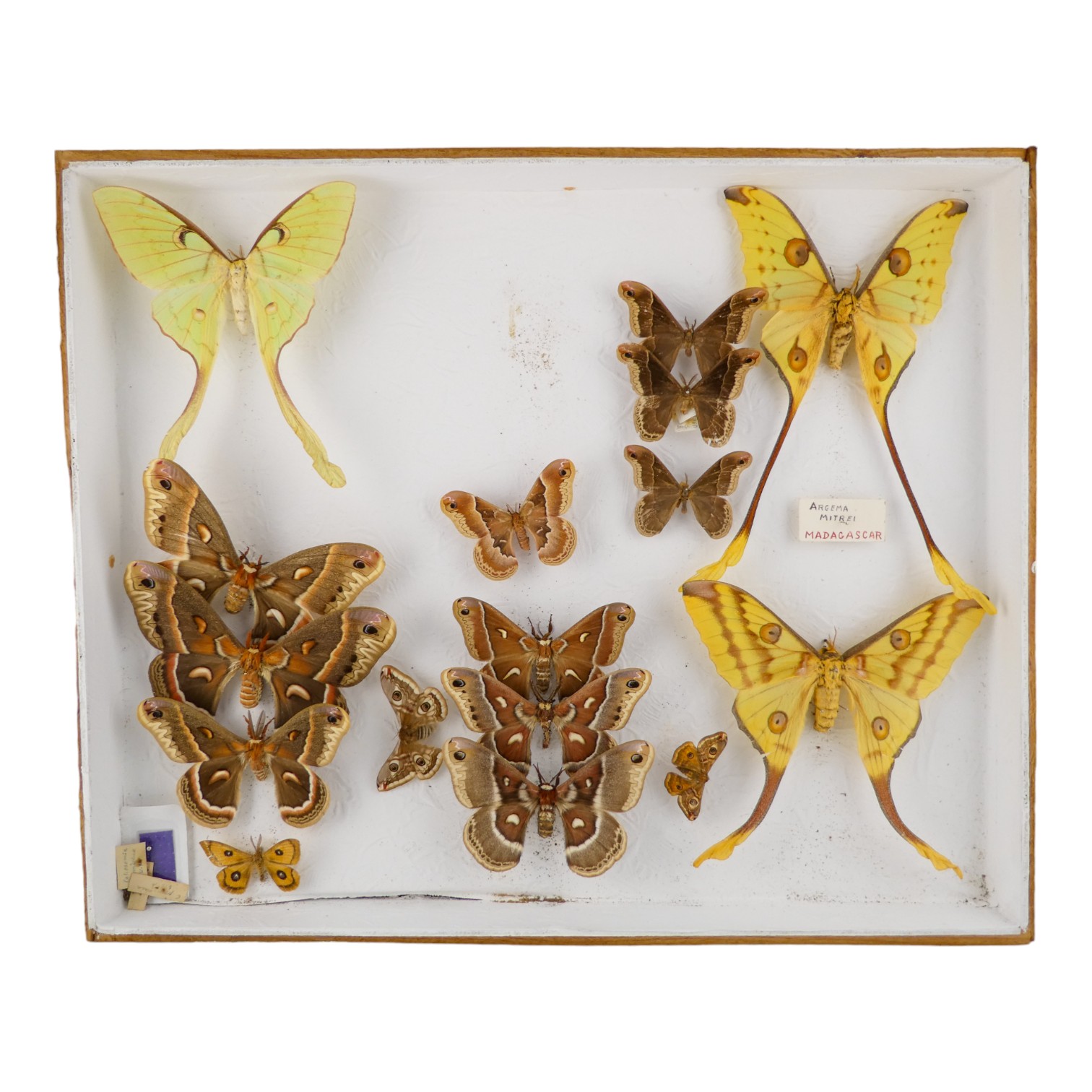 A case of moths randomly set - including African Moon Moth and Glover's Silkmoth
